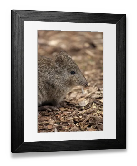 Framed Print : Long-nosed Potoroo (Potorous tridactylus) adult, close-up of head, South Australia, Australia, October Framed Print : Long-nosed Potoroo (Potorous tridactylus) adult, close-up of head, South Australia, Australia, October