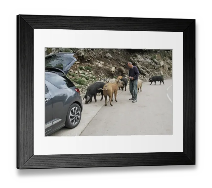 Framed Print : Feral Pig, adults, herd standing on mountain road with tourist and car, Corsica, France, April Framed Print : Feral Pig, adults, herd standing on mountain road with tourist and car, Corsica, France, April