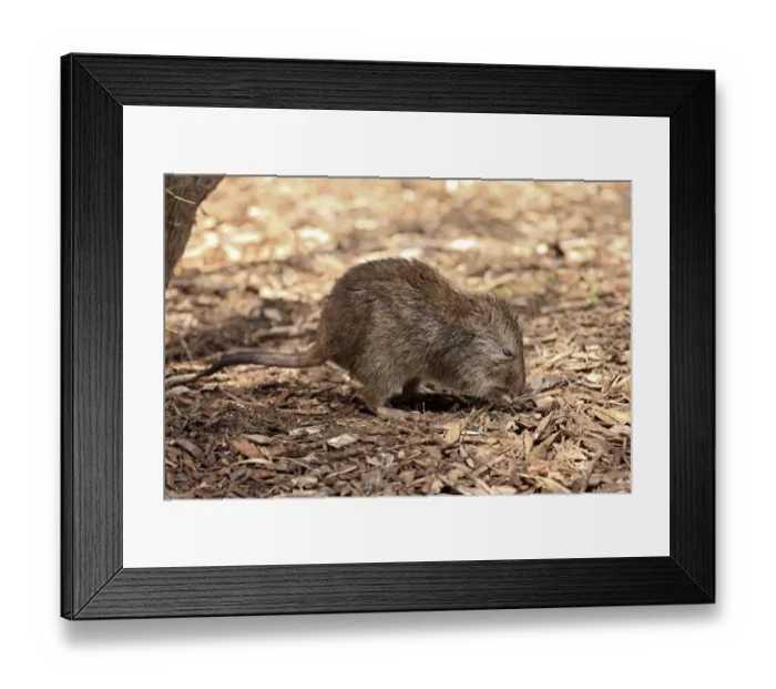 Framed Print : Long-nosed Potoroo (Potorous tridactylus) adult, foraging on ground, South Australia, Australia, October Framed Print : Long-nosed Potoroo (Potorous tridactylus) adult, foraging on ground, South Australia, Australia, October
