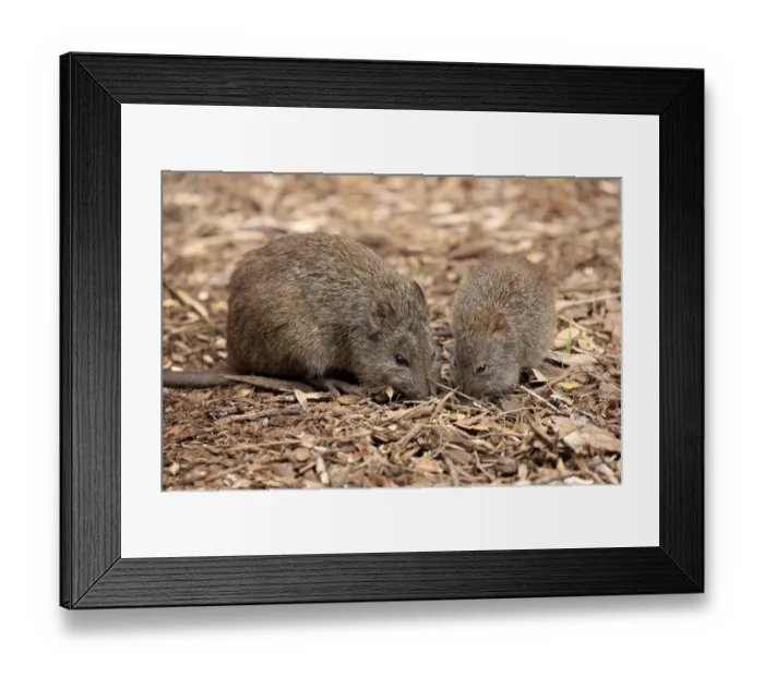 Framed Print : Long-nosed Potoroo (Potorous tridactylus) adult female with young, foraging on ground, South Australia, Australia Framed Print : Long-nosed Potoroo (Potorous tridactylus) adult female with young, foraging on ground, South Australia, Australia
