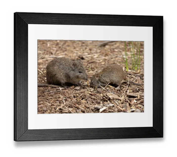 Framed Print : Long-nosed Potoroo (Potorous tridactylus) adult female with young, foraging on ground, South Australia, Australia