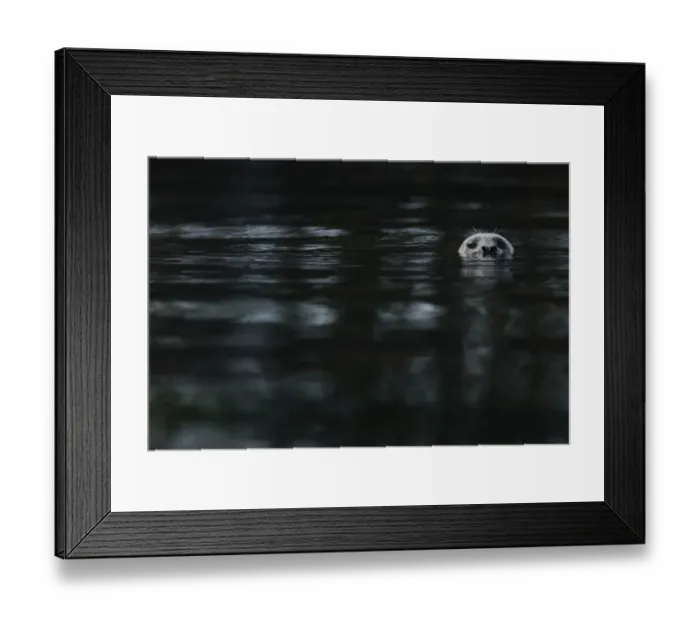 Framed Print : Pacific Common Seal (Phoca vitulina richardsi) adult, head at surface of water, Strait of Georgia, Gulf Islands