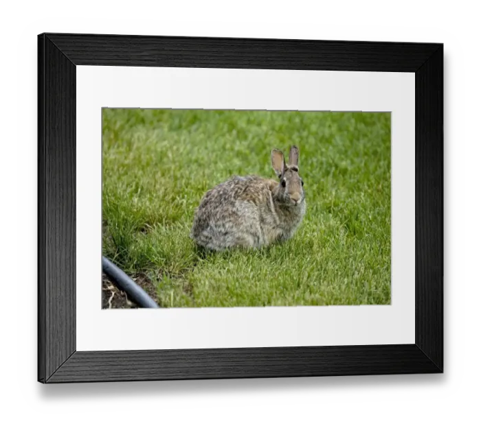 Framed Print : Nuttalls Cottontail (Sylvilagus nuttallii) adult, sitting on garden lawn, North Dakota, U. S. A. June