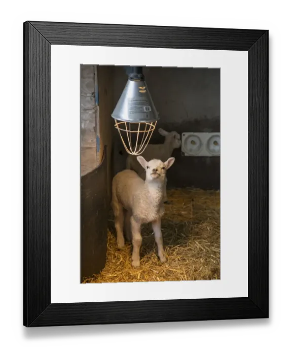Framed Print : Domestic Sheep, Texel crossbreed lambs, orphans in straw pen with heat lamp, Preston, Lancashire, England, April Framed Print : Domestic Sheep, Texel crossbreed lambs, orphans in straw pen with heat lamp, Preston, Lancashire, England, April