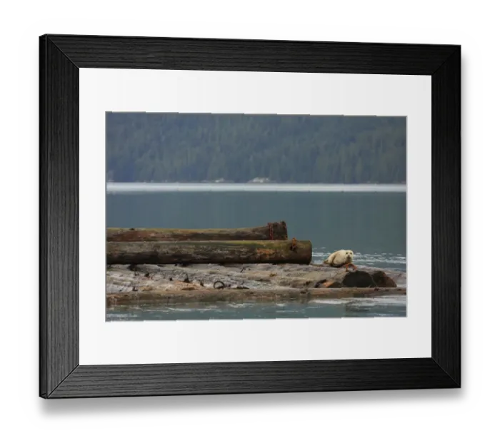 Framed Print : Pacific Common Seal (Phoca vitulina richardsi) adult, being towed on log boom, Knight Inlet, Coast Mountains Framed Print : Pacific Common Seal (Phoca vitulina richardsi) adult, being towed on log boom, Knight Inlet, Coast Mountains