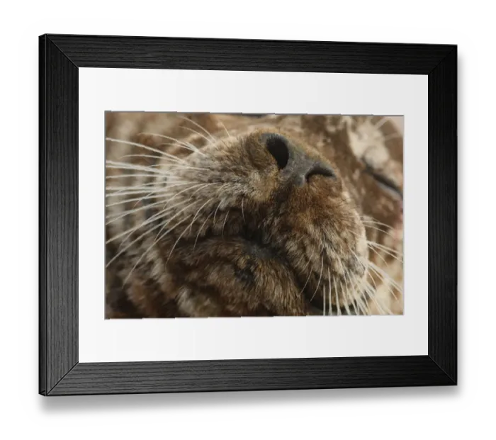 Framed Print : Pacific Common Seal (Phoca vitulina richardsi) adult, close-up of nose and mouth, Comox Harbour, Strait of Georgia Framed Print : Pacific Common Seal (Phoca vitulina richardsi) adult, close-up of nose and mouth, Comox Harbour, Strait of Georgia