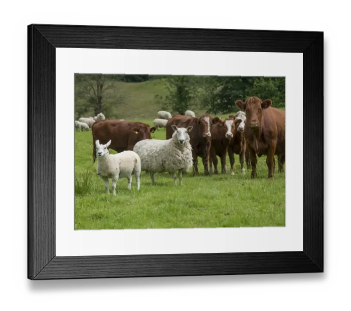 Framed Print : Domestic Sheep, Cheviot mule, ewe with lamb, with Domestic Cattle, Luing cows and calves, standing in pasture Framed Print : Domestic Sheep, Cheviot mule, ewe with lamb, with Domestic Cattle, Luing cows and calves, standing in pasture