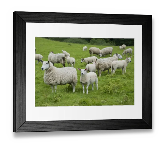 Framed Print : Domestic Sheep, Cheviot mule, ewes with lambs, standing in pasture, Windermere, Lake District N. P Framed Print : Domestic Sheep, Cheviot mule, ewes with lambs, standing in pasture, Windermere, Lake District N. P