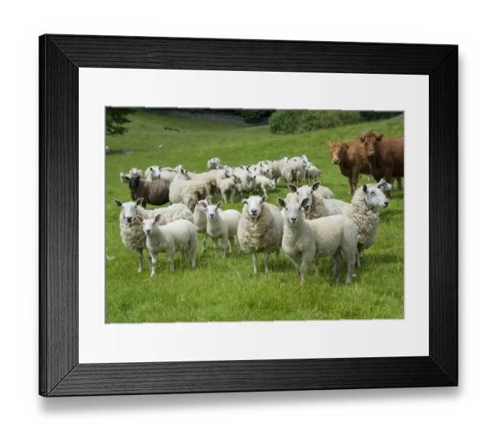 Framed Print : Domestic Sheep, Cheviot mule, ewes with lambs, with Domestic Cattle, Luing cows, standing in pasture, Windermere Framed Print : Domestic Sheep, Cheviot mule, ewes with lambs, with Domestic Cattle, Luing cows, standing in pasture, Windermere