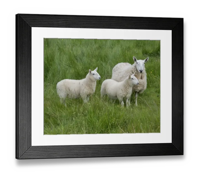 Framed Print : Domestic Sheep, Cheviot mule, ewe with twin lambs, standing in pasture, Windermere, Lake District N. P Framed Print : Domestic Sheep, Cheviot mule, ewe with twin lambs, standing in pasture, Windermere, Lake District N. P