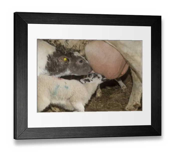 Framed Print : Domestic Sheep, orphan lamb, suckling from Domestic Cattle, British Blue, suckler beef cow, beside calf, Chipping