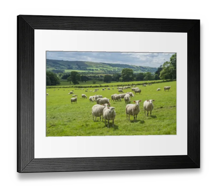 Framed Print : Domestic Sheep, Friesland Milk Sheep, ewes, flock standing in pasture, Leagram, Chipping, Lancashire, England, June