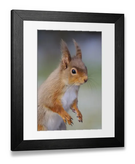 Framed Print : Eurasian Red Squirrel (Sciurus vulgaris) adult, winter coat with long ear tufts, close-up of head and front legs Framed Print : Eurasian Red Squirrel (Sciurus vulgaris) adult, winter coat with long ear tufts, close-up of head and front legs