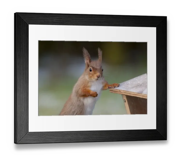 Framed Print : Eurasian Red Squirrel (Sciurus vulgaris) adult, winter coat with long ear tufts, with paw on lid of peanut feeder Framed Print : Eurasian Red Squirrel (Sciurus vulgaris) adult, winter coat with long ear tufts, with paw on lid of peanut feeder