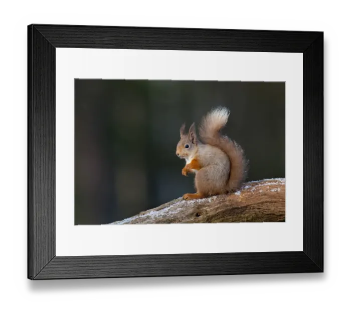 Framed Print : Eurasian Red Squirrel (Sciurus vulgaris) adult, winter coat with long ear tufts Framed Print : Eurasian Red Squirrel (Sciurus vulgaris) adult, winter coat with long ear tufts