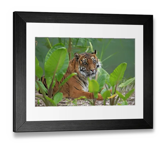 Framed Print : Sumatran Tiger (Panthera tigris sumatrae) adult, resting amongst vegetation (captive) Framed Print : Sumatran Tiger (Panthera tigris sumatrae) adult, resting amongst vegetation (captive)