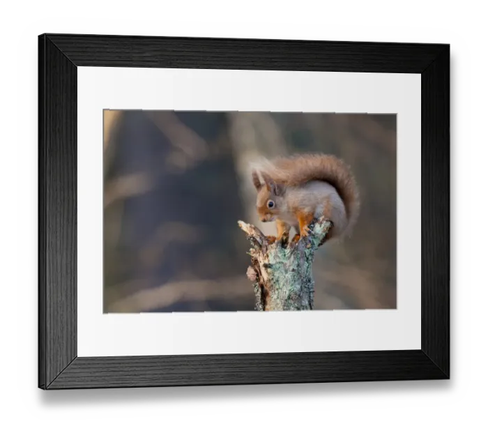 Framed Print : Eurasian Red Squirrel (Sciurus vulgaris) adult, winter coat with long ear tufts, sitting on broken stump of pine tree Framed Print : Eurasian Red Squirrel (Sciurus vulgaris) adult, winter coat with long ear tufts, sitting on broken stump of pine tree