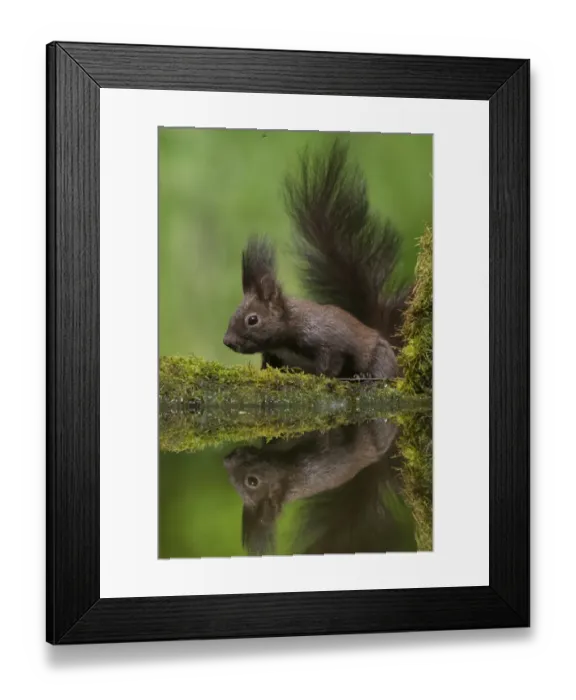 Framed Print : Eurasian Red Squirrel (Sciurus vulgaris) dark form, adult, drinking at woodland pool, Hortobagy N. P. Hungary, April