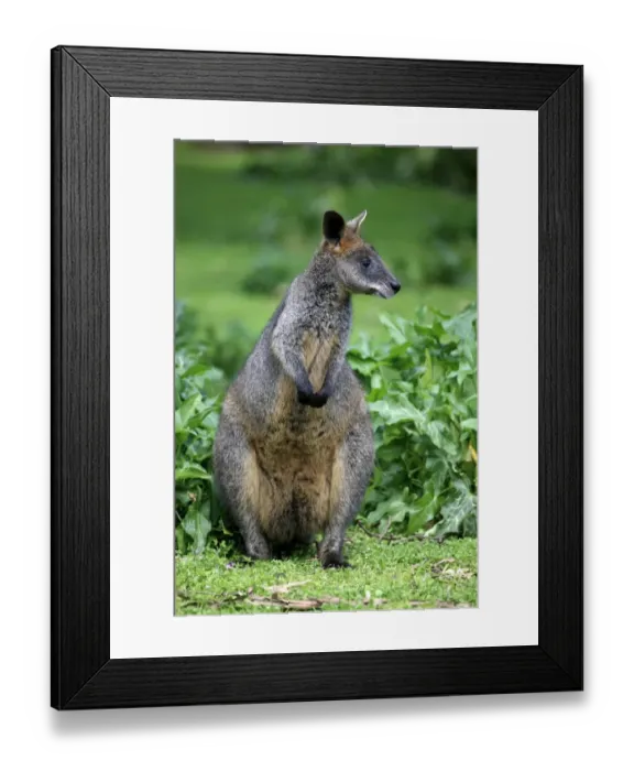 Framed Print : Swamp Wallaby (Wallabia bicolor) adult, standing amongst vegetation, Wilsons Promontory N. P