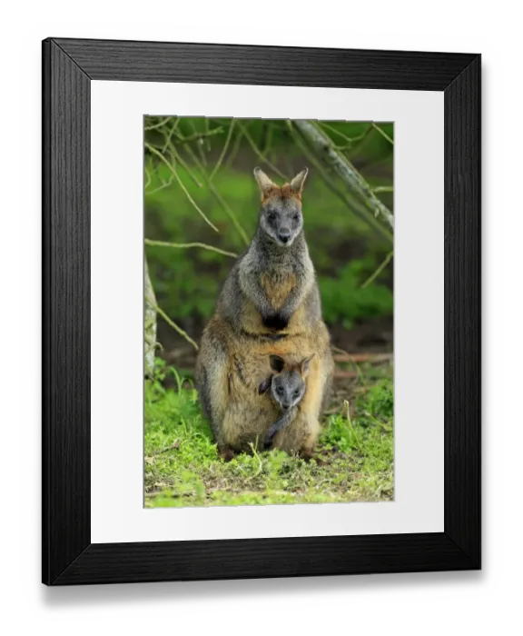 Framed Print : Swamp Wallaby (Wallabia bicolor) adult female with young, looking out from pouch, Wilsons Promontory N. P Framed Print : Swamp Wallaby (Wallabia bicolor) adult female with young, looking out from pouch, Wilsons Promontory N. P