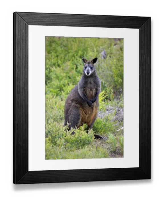 Framed Print : Swamp Wallaby (Wallabia bicolor) adult, standing amongst vegetation, Wilsons Promontory N. P