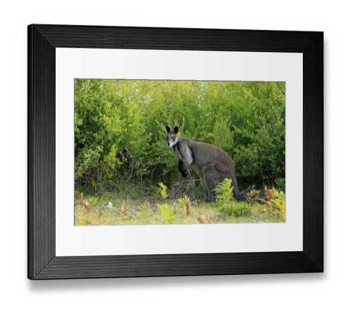 Framed Print : Swamp Wallaby (Wallabia bicolor) adult, standing amongst vegetation, Wilsons Promontory N. P Framed Print : Swamp Wallaby (Wallabia bicolor) adult, standing amongst vegetation, Wilsons Promontory N. P