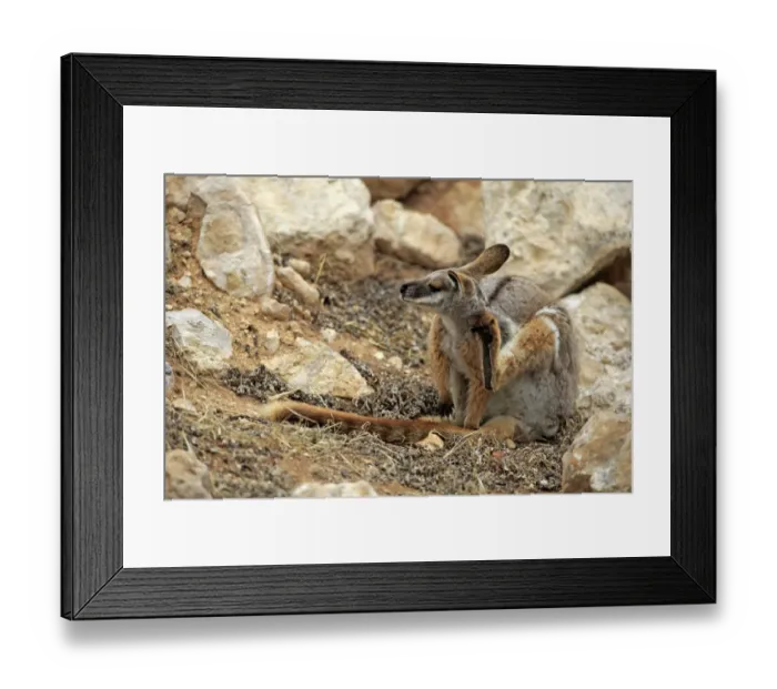 Framed Print : Yellow-footed Rock Wallaby (Petrogale xanthopus) adult, scratching, sitting amongst rocks, Australia, October Framed Print : Yellow-footed Rock Wallaby (Petrogale xanthopus) adult, scratching, sitting amongst rocks, Australia, October