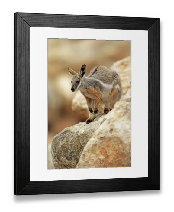 Framed Print : Yellow-footed Rock Wallaby (Petrogale xanthopus) adult, standing on rock, Australia, October Framed Print : Yellow-footed Rock Wallaby (Petrogale xanthopus) adult, standing on rock, Australia, October