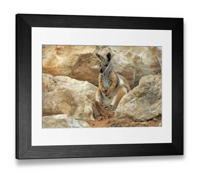 Framed Print : Yellow-footed Rock Wallaby (Petrogale xanthopus) adult, sitting amongst rocks, Australia, October Framed Print : Yellow-footed Rock Wallaby (Petrogale xanthopus) adult, sitting amongst rocks, Australia, October