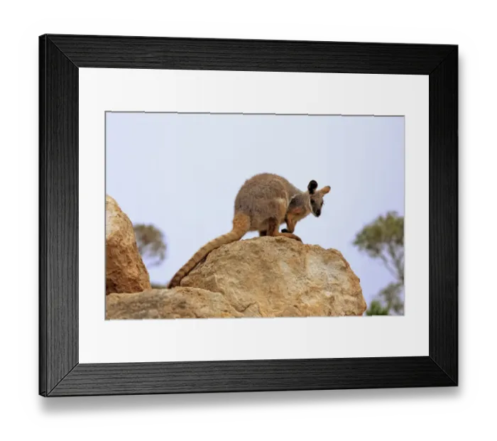 Framed Print : Yellow-footed Rock Wallaby (Petrogale xanthopus) adult, standing on rock, Australia, October Framed Print : Yellow-footed Rock Wallaby (Petrogale xanthopus) adult, standing on rock, Australia, October