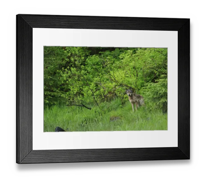 Framed Print : Grey Wolf (Canis lupus) adult, standing in vegetation at edge of estuary in temperate coastal rainforest Framed Print : Grey Wolf (Canis lupus) adult, standing in vegetation at edge of estuary in temperate coastal rainforest