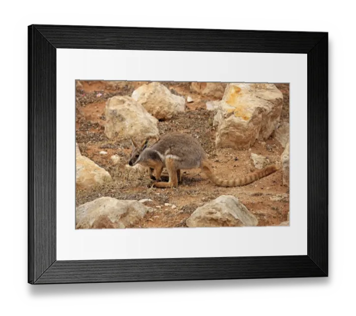 Framed Print : Yellow-footed Rock Wallaby (Petrogale xanthopus) adult, standing amongst rocks, Australia, October Framed Print : Yellow-footed Rock Wallaby (Petrogale xanthopus) adult, standing amongst rocks, Australia, October