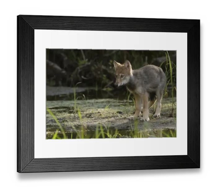 Framed Print : Grey Wolf (Canis lupus) pup, standing at edge of water in marshland, in temperate coastal rainforest, Coast Mountains