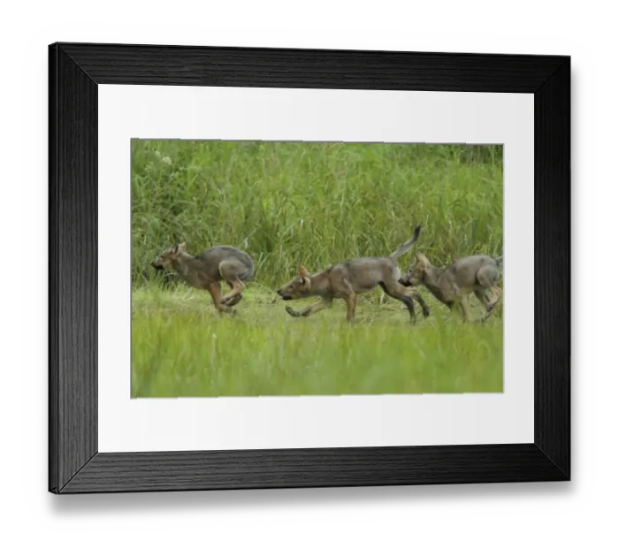 Framed Print : Grey Wolf (Canis lupus) three pups, chasing and playfighting in marshland, in temperate coastal rainforest Framed Print : Grey Wolf (Canis lupus) three pups, chasing and playfighting in marshland, in temperate coastal rainforest