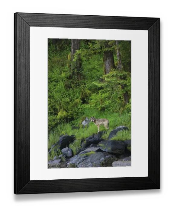 Framed Print : Grey Wolf (Canis lupus) adult, standing on rocks at edge of estuary shoreline in temperate coastal rainforest habitat Framed Print : Grey Wolf (Canis lupus) adult, standing on rocks at edge of estuary shoreline in temperate coastal rainforest habitat