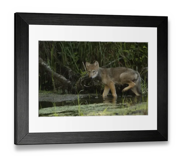 Framed Print : Grey Wolf (Canis lupus) pup, walking in shallow water on marshland, in temperate coastal rainforest, Coast Mountains Framed Print : Grey Wolf (Canis lupus) pup, walking in shallow water on marshland, in temperate coastal rainforest, Coast Mountains