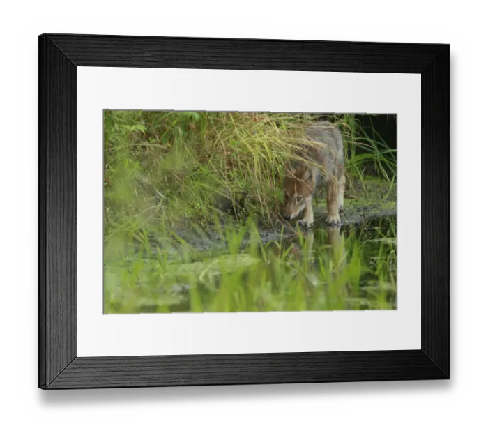 Framed Print : Grey Wolf (Canis lupus) pup, walking at edge of water in marshland, in temperate coastal rainforest, Coast Mountains Framed Print : Grey Wolf (Canis lupus) pup, walking at edge of water in marshland, in temperate coastal rainforest, Coast Mountains