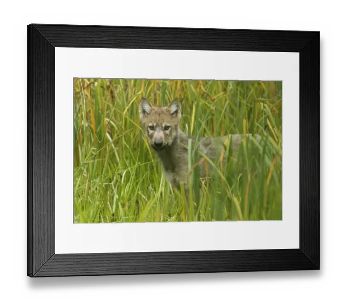 Framed Print : Grey Wolf (Canis lupus) pup, standing in marshland, in temperate coastal rainforest, Coast Mountains Framed Print : Grey Wolf (Canis lupus) pup, standing in marshland, in temperate coastal rainforest, Coast Mountains