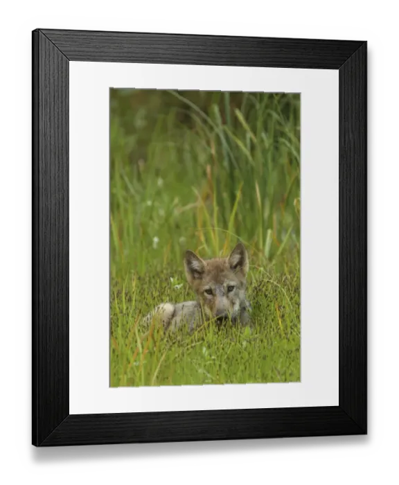 Framed Print : Grey Wolf (Canis lupus) pup, resting in marshland, in temperate coastal rainforest, Coast Mountains Framed Print : Grey Wolf (Canis lupus) pup, resting in marshland, in temperate coastal rainforest, Coast Mountains