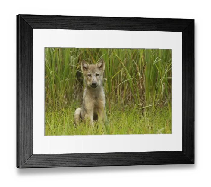 Framed Print : Grey Wolf (Canis lupus) pup, sitting in marshland, in temperate coastal rainforest, Coast Mountains Framed Print : Grey Wolf (Canis lupus) pup, sitting in marshland, in temperate coastal rainforest, Coast Mountains