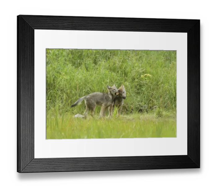 Framed Print : Grey Wolf (Canis lupus) two pups, playfighting in marshland, in temperate coastal rainforest, Coast Mountains Framed Print : Grey Wolf (Canis lupus) two pups, playfighting in marshland, in temperate coastal rainforest, Coast Mountains