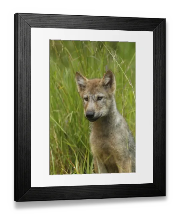 Framed Print : Grey Wolf (Canis lupus) pup, close-up of head and chest, sitting in marshland, in temperate coastal rainforest