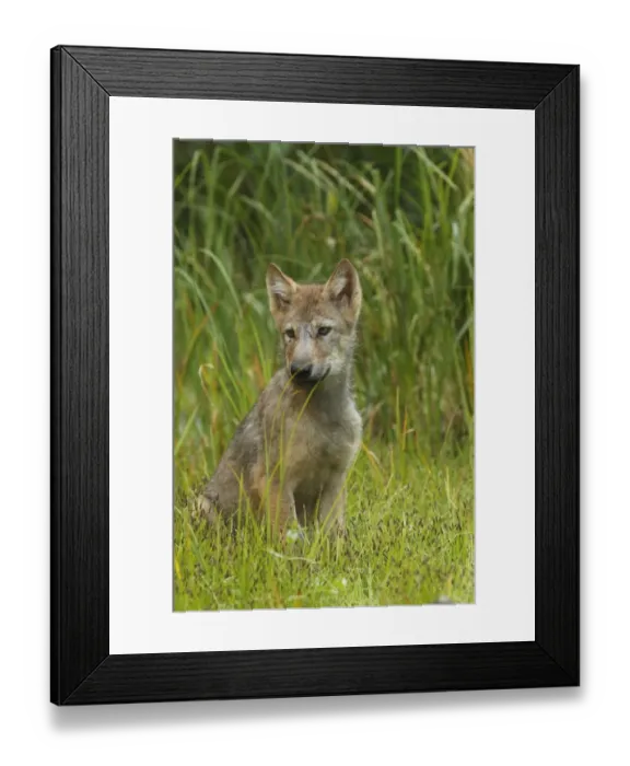Framed Print : Grey Wolf (Canis lupus) pup, sitting in marshland, in temperate coastal rainforest, Coast Mountains Framed Print : Grey Wolf (Canis lupus) pup, sitting in marshland, in temperate coastal rainforest, Coast Mountains