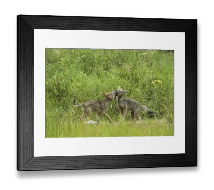 Framed Print : Grey Wolf (Canis lupus) two pups, playfighting in marshland, in temperate coastal rainforest, Coast Mountains Framed Print : Grey Wolf (Canis lupus) two pups, playfighting in marshland, in temperate coastal rainforest, Coast Mountains