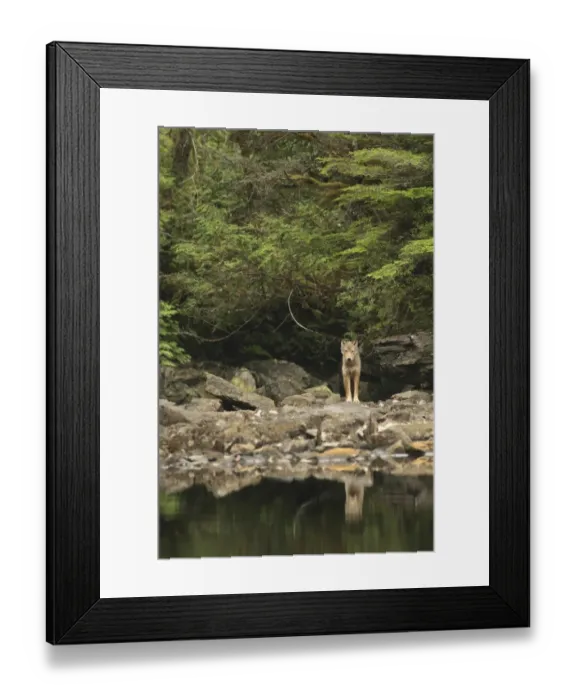 Framed Print : Grey Wolf (Canis lupus) adult, standing on rocks near lake shoreline, in temperate coastal rainforest, Coast Mountains Framed Print : Grey Wolf (Canis lupus) adult, standing on rocks near lake shoreline, in temperate coastal rainforest, Coast Mountains
