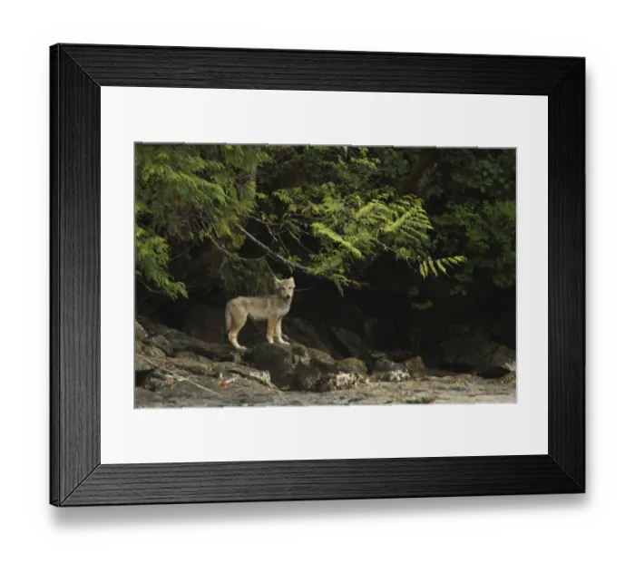 Framed Print : Grey Wolf (Canis lupus) pup, standing on rocks near shoreline, in temperate coastal rainforest, Coast Mountains Framed Print : Grey Wolf (Canis lupus) pup, standing on rocks near shoreline, in temperate coastal rainforest, Coast Mountains
