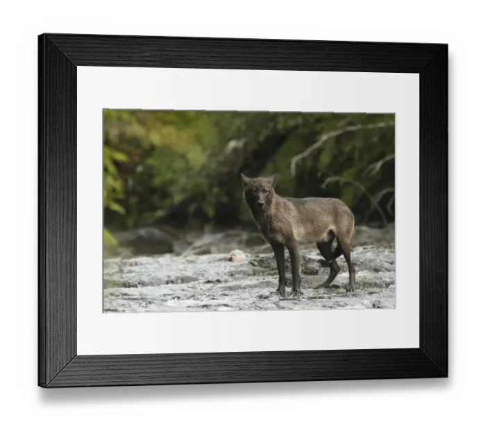 Framed Print : Grey Wolf (Canis lupus) dark morph, adult, fishing for salmon in river, in temperate coastal rainforest Framed Print : Grey Wolf (Canis lupus) dark morph, adult, fishing for salmon in river, in temperate coastal rainforest