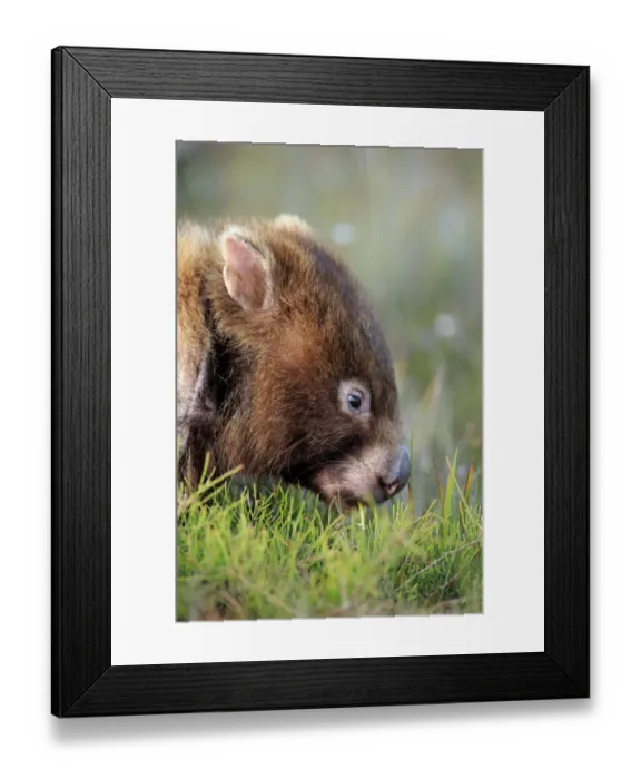 Framed Print : Common Wombat (Vombatus ursinus hirsutus) adult, close-up of head, feeding, Wilsons Promontory N. P Framed Print : Common Wombat (Vombatus ursinus hirsutus) adult, close-up of head, feeding, Wilsons Promontory N. P