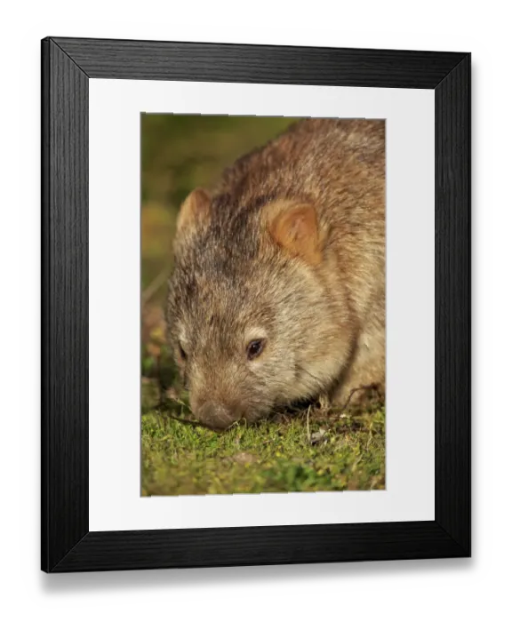 Framed Print : Common Wombat (Vombatus ursinus hirsutus) adult, close-up of head, feeding, Wilsons Promontory N. P Framed Print : Common Wombat (Vombatus ursinus hirsutus) adult, close-up of head, feeding, Wilsons Promontory N. P