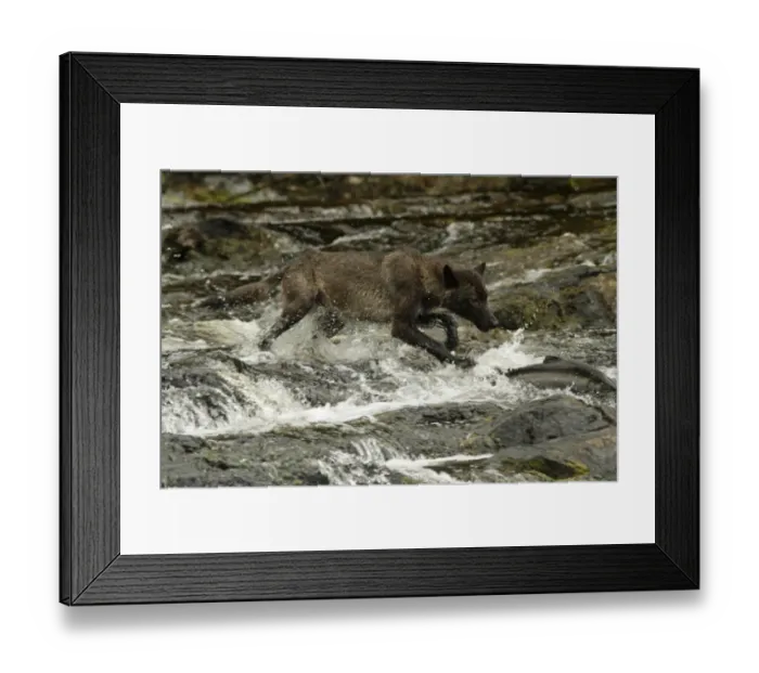 Framed Print : Grey Wolf (Canis lupus) dark morph, adult, chasing Coho Salmon (Oncorhynchus kisutch) in river Framed Print : Grey Wolf (Canis lupus) dark morph, adult, chasing Coho Salmon (Oncorhynchus kisutch) in river